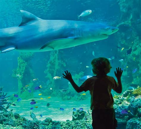 Aquarium corpus christi - The aquarium is open daily from 10 a.m. to 5 p.m. Tickets cost $36.95 for adults and $19.95 for children ages 3 to 12; kids 2 and younger are granted free admission. Discounts are available for ...